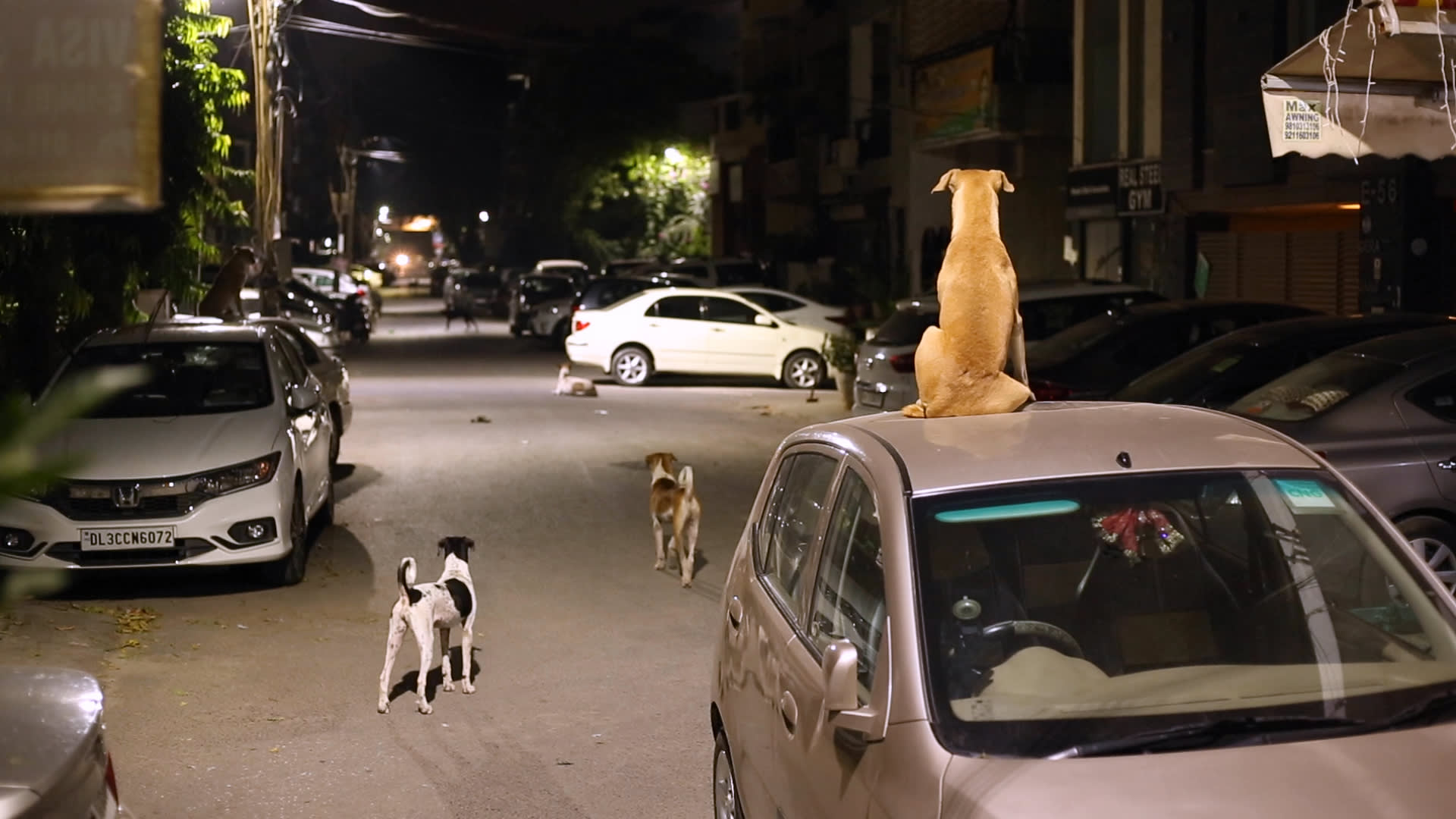 my body is because of dogs a video by Benjamin Egger